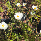White Rockrose