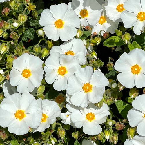 White Rockrose