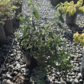 White Rockrose