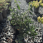 White Rockrose