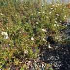 White Rockrose