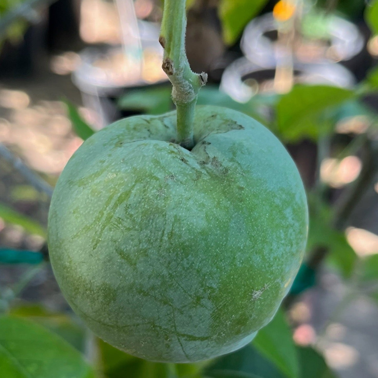 White Sapote (Casimiroa edulis) fruit on a branch with a blurred background