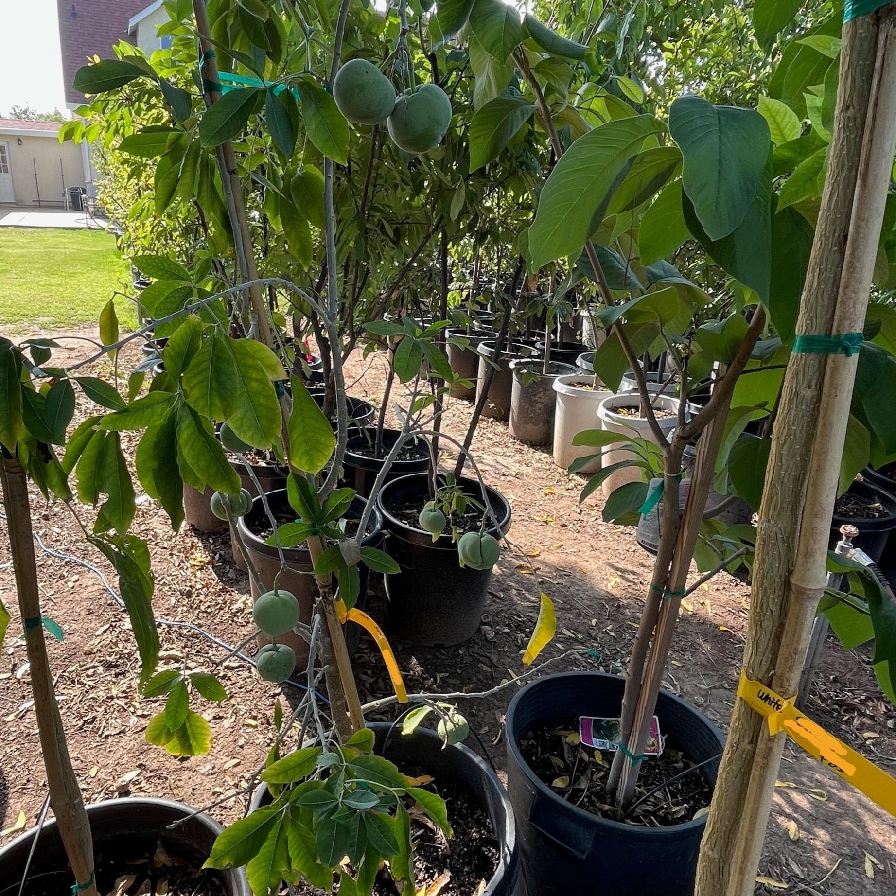 Row of potted White Sapote (Casimiroa edulis) in a garden setting with visible labels.