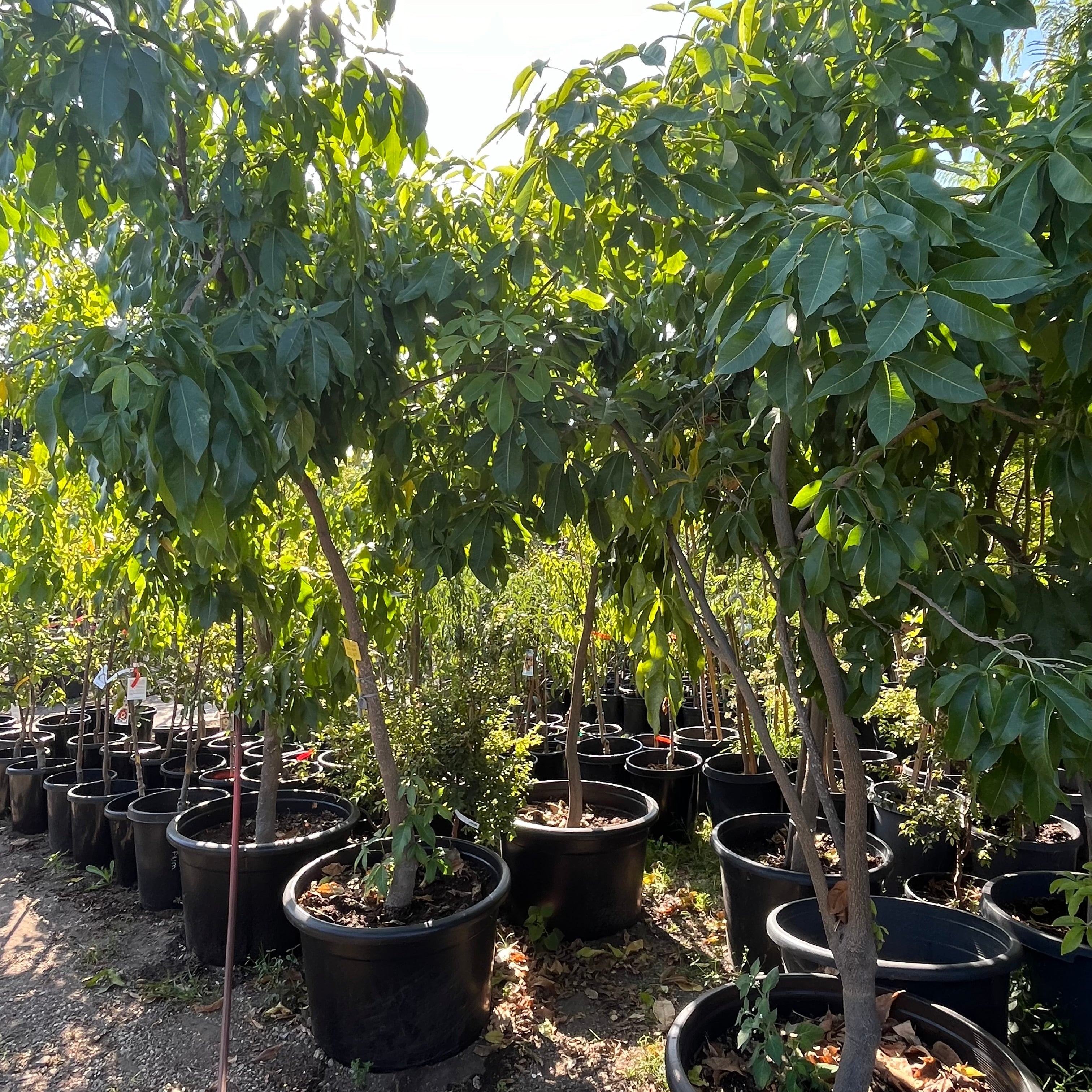 Row of potted White Sapote (Casimiroa edulis) trees in a garden setting