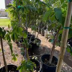 Row of potted White Sapote (Casimiroa edulis) in a garden setting with visible labels.