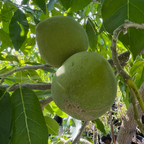 Two White Sapote (ice cream plant) fruits hanging from a tree with leaves in the background