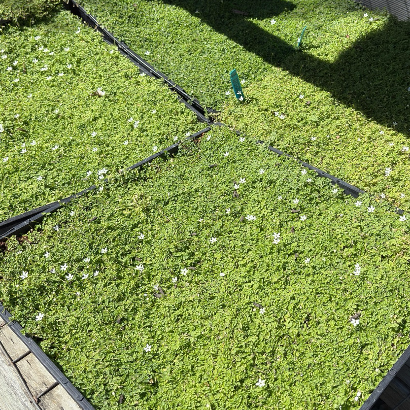 White Star Creeper Plants in black trays on a gravel surface with a wooden fence in the background