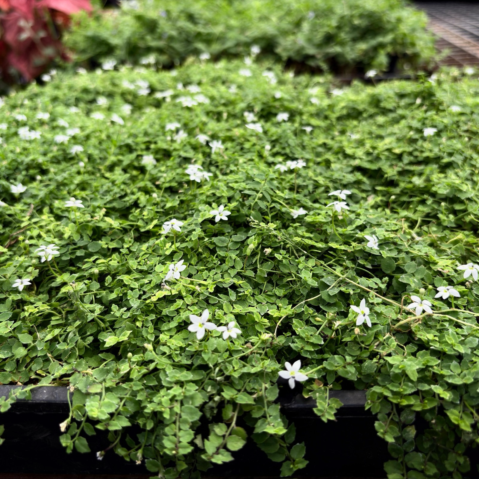 White Star Creeper creeping ground cover with small white flowers