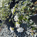 White Trailing Lantana