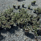 White Trailing Lantana