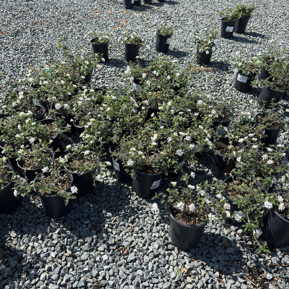 White Trailing Lantana