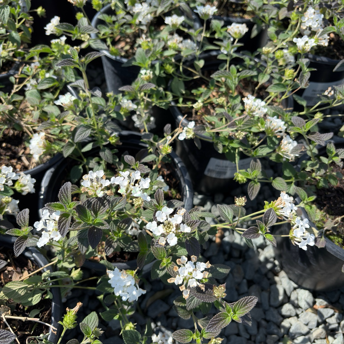White Trailing Lantana