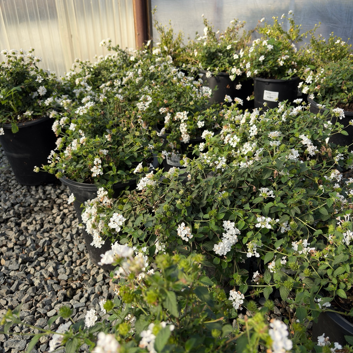 White Trailing Lantana
