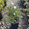 White Trailing Lantana