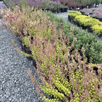 White Wall Germander