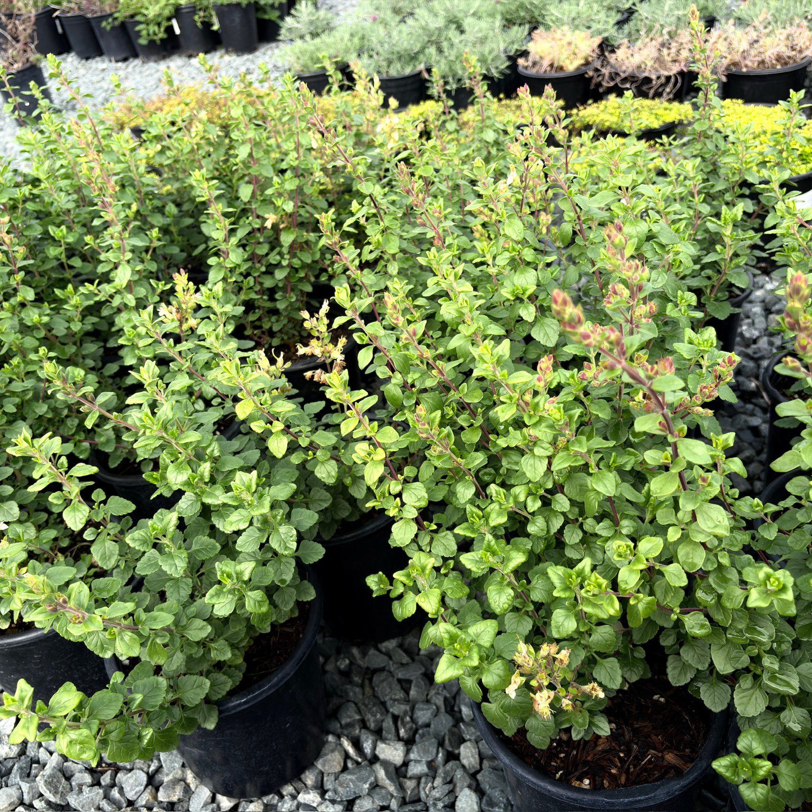 White Wall Germander