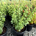 White Wall Germander