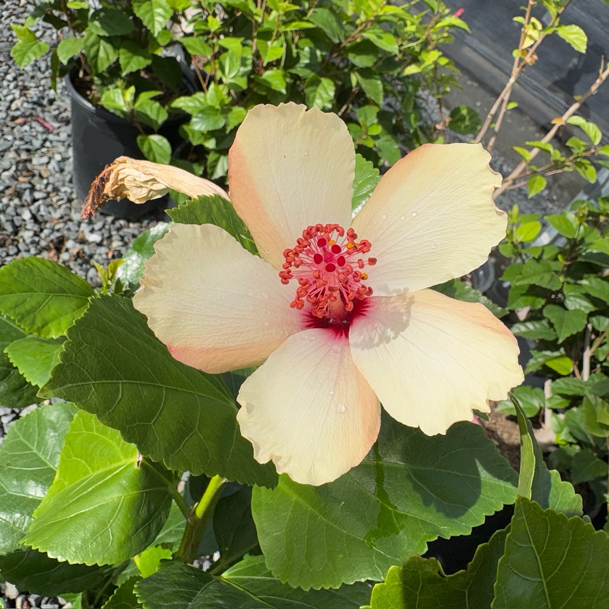White Wings Tropical Hibiscus