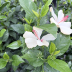 White Wings Tropical Hibiscus