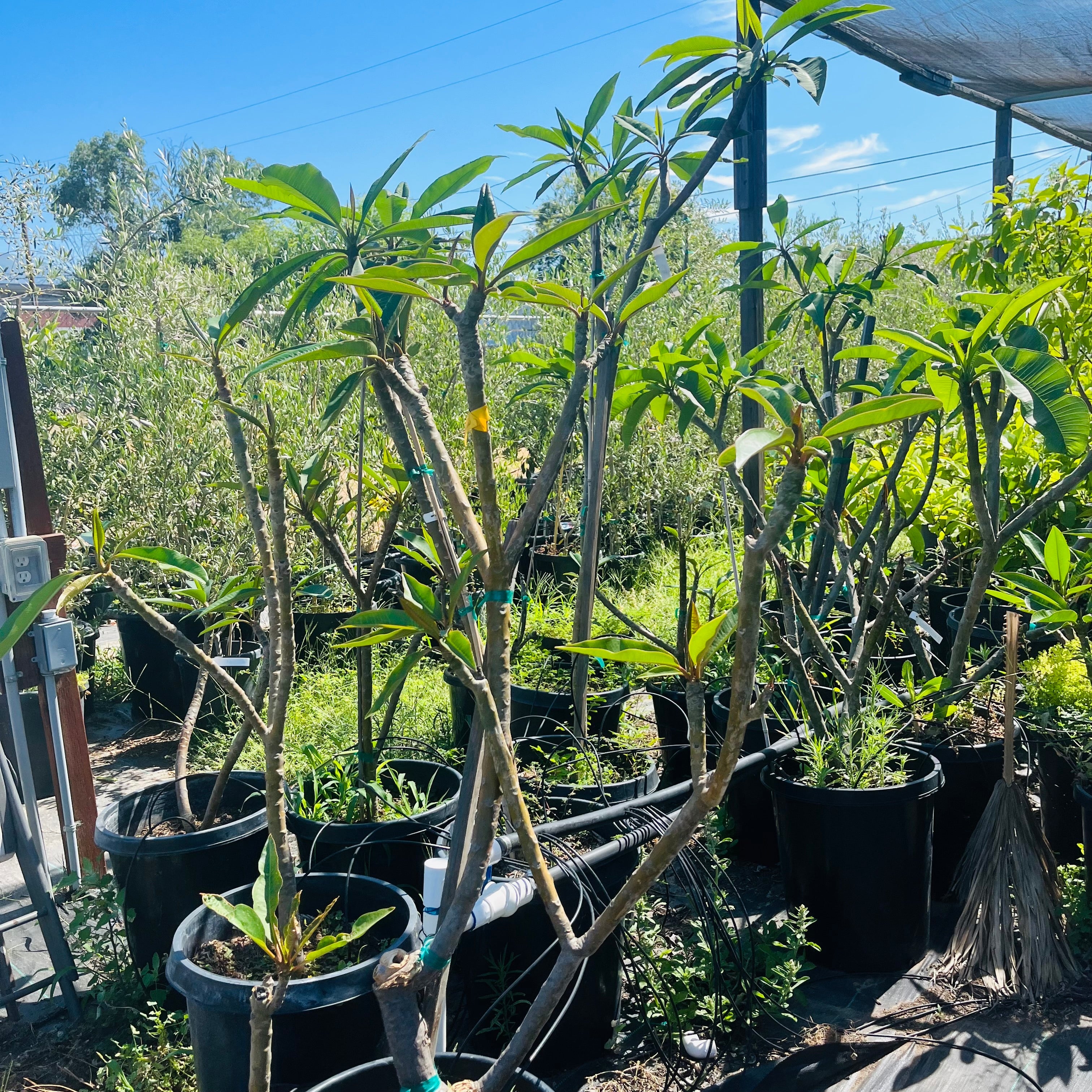 White Yellow Plumeria | Fragrant Tropical Flowering Tree – Victory