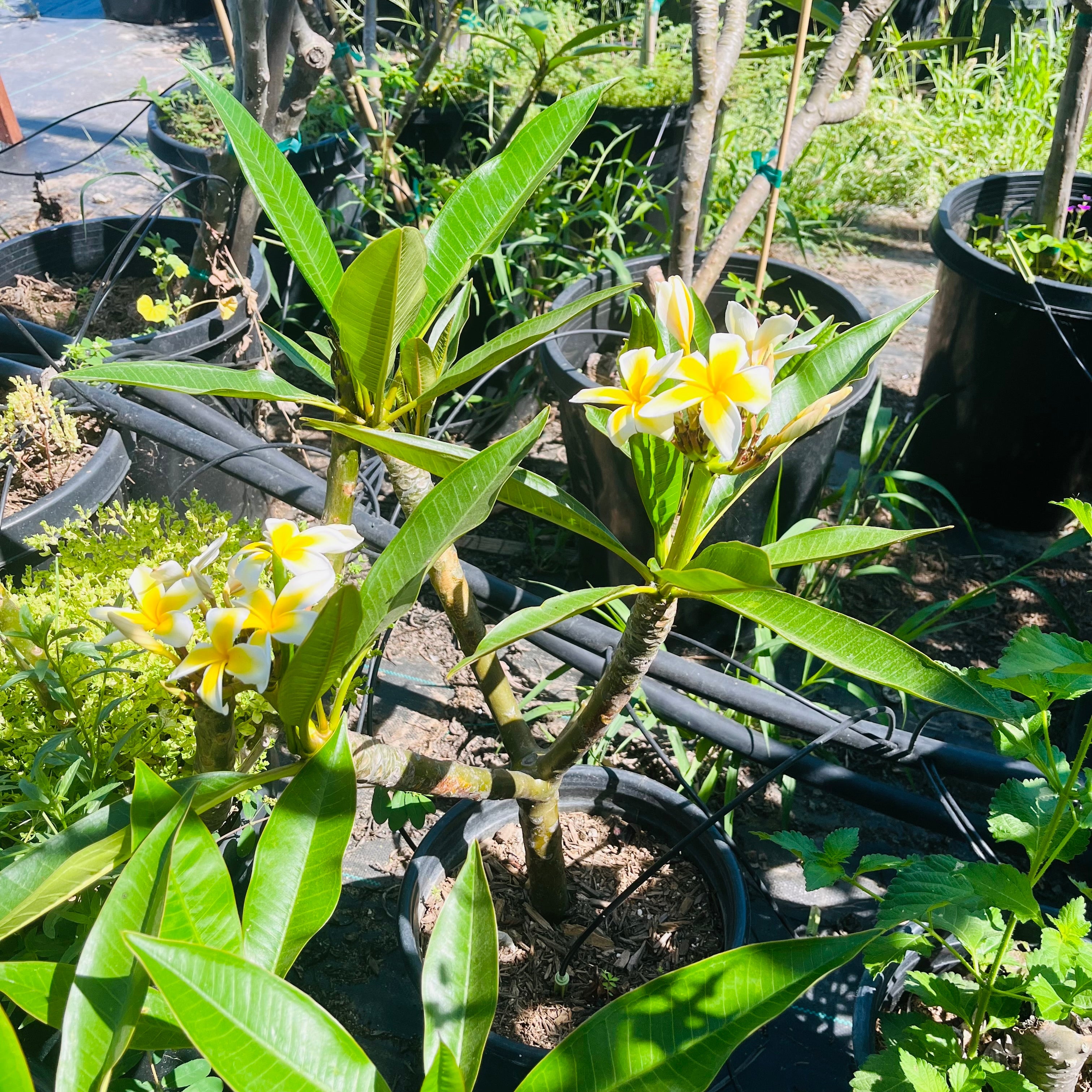 White Yellow Plumeria | Fragrant Tropical Flowering Tree – Victory