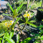 White Yellow  Plumeria