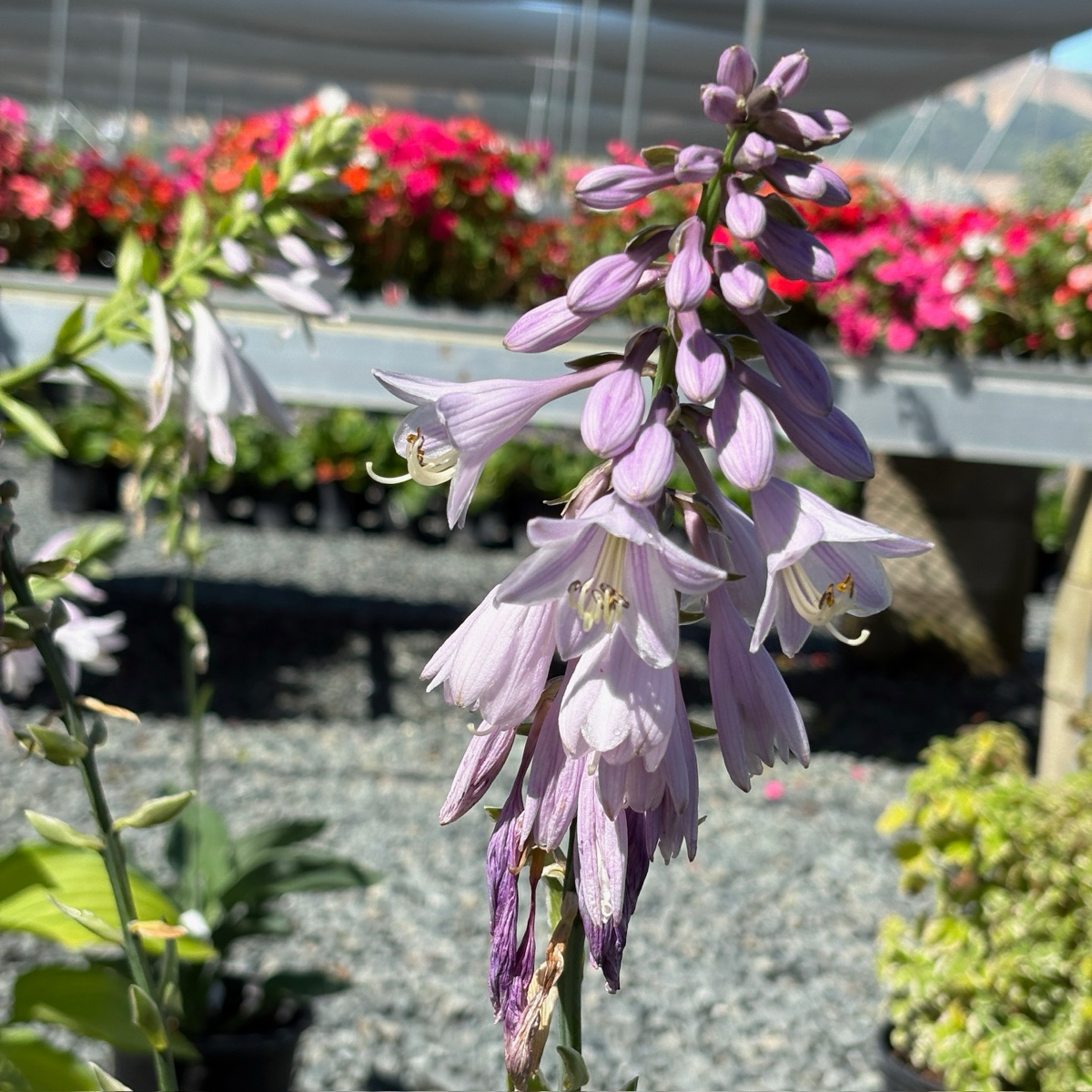 Wide Brim Plantam Lily