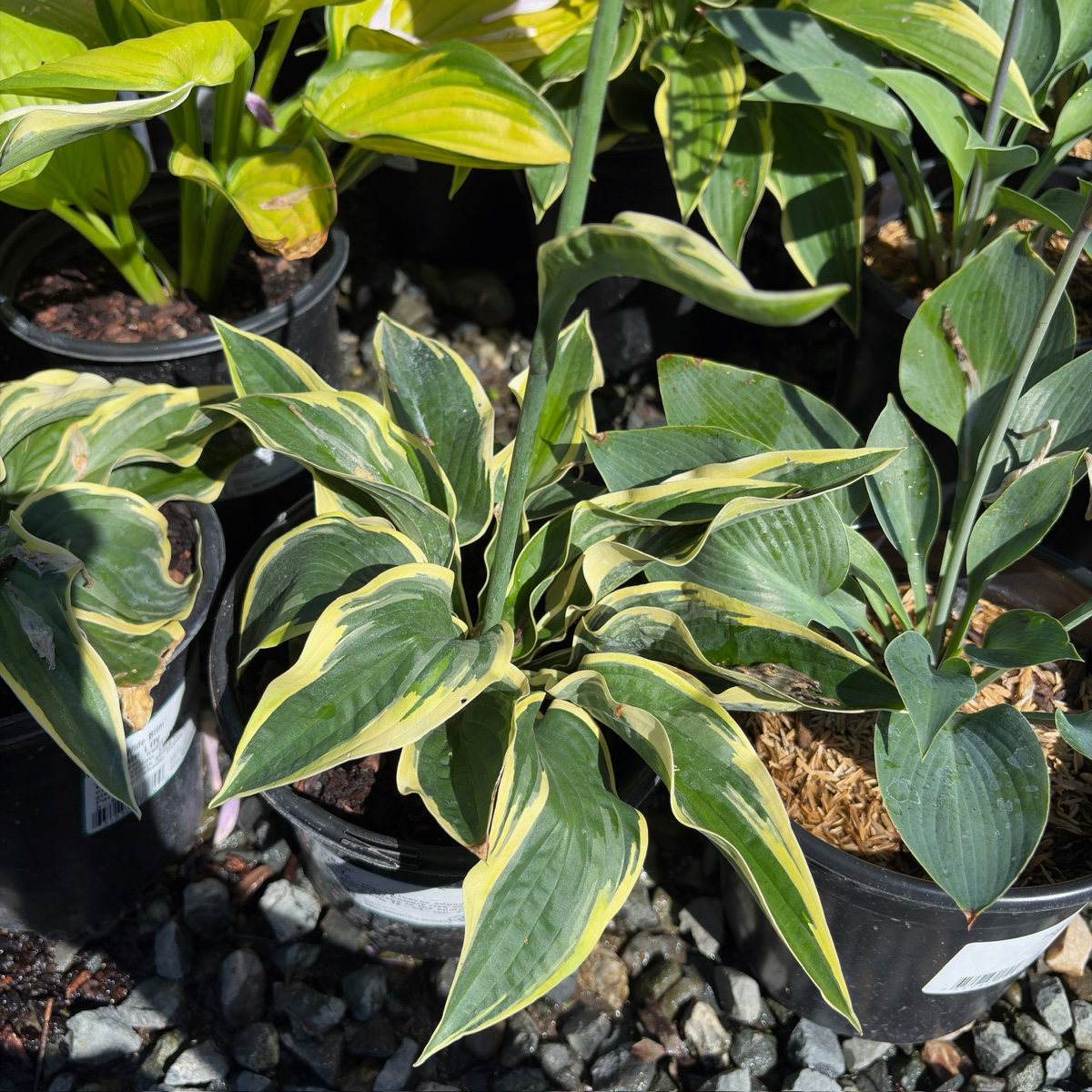 Wide Brim Plantam Lily