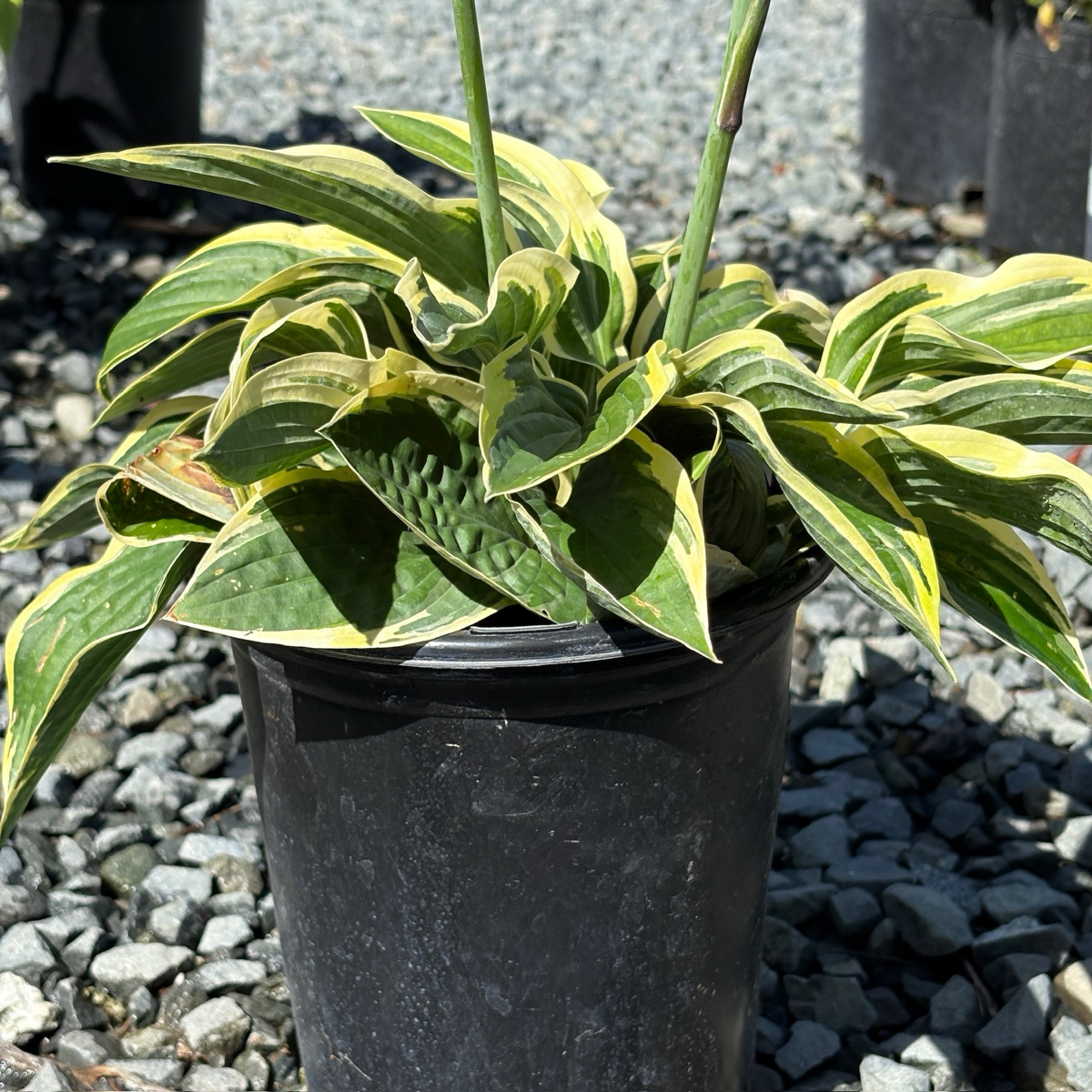 Wide Brim Plantam Lily
