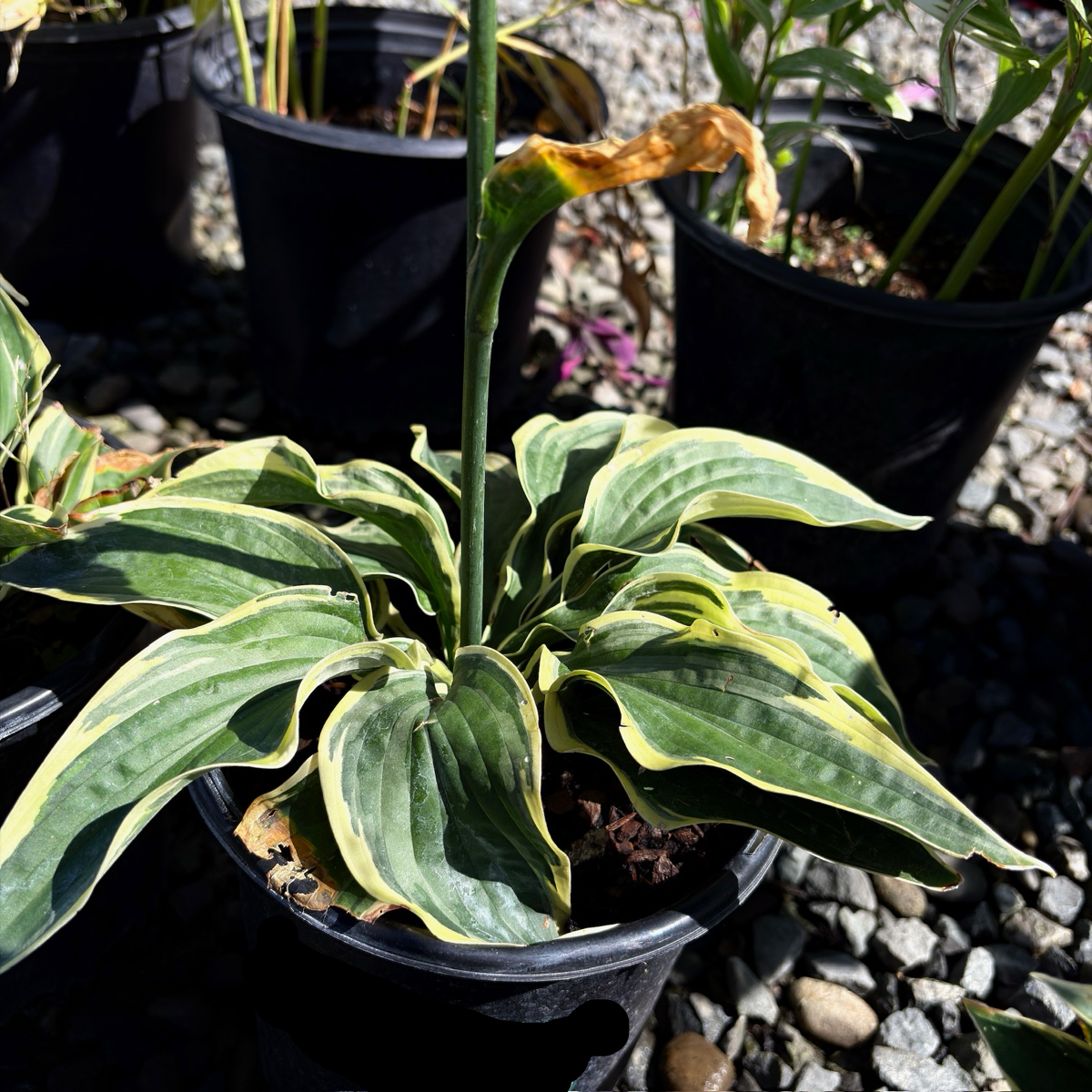 Wide Brim Plantam Lily