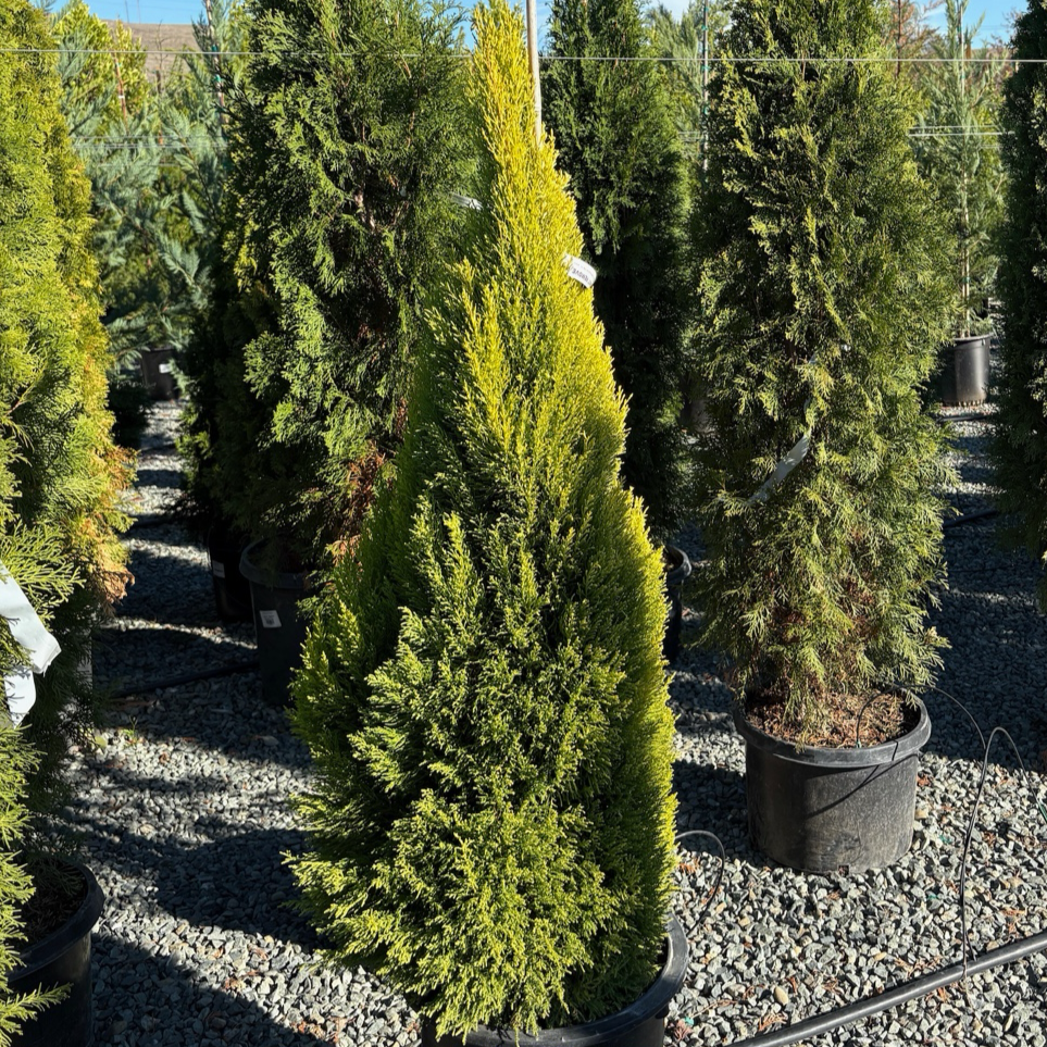 Potted Wilma Goldcrest Monterey Cypress  trees in a nursery setting