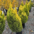 Row of potted Wilma Goldcrest Monterey Cypress trees on a gravel path