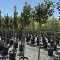 Row of potted Wilson Holly trees in a nursery setting with clear blue sky.