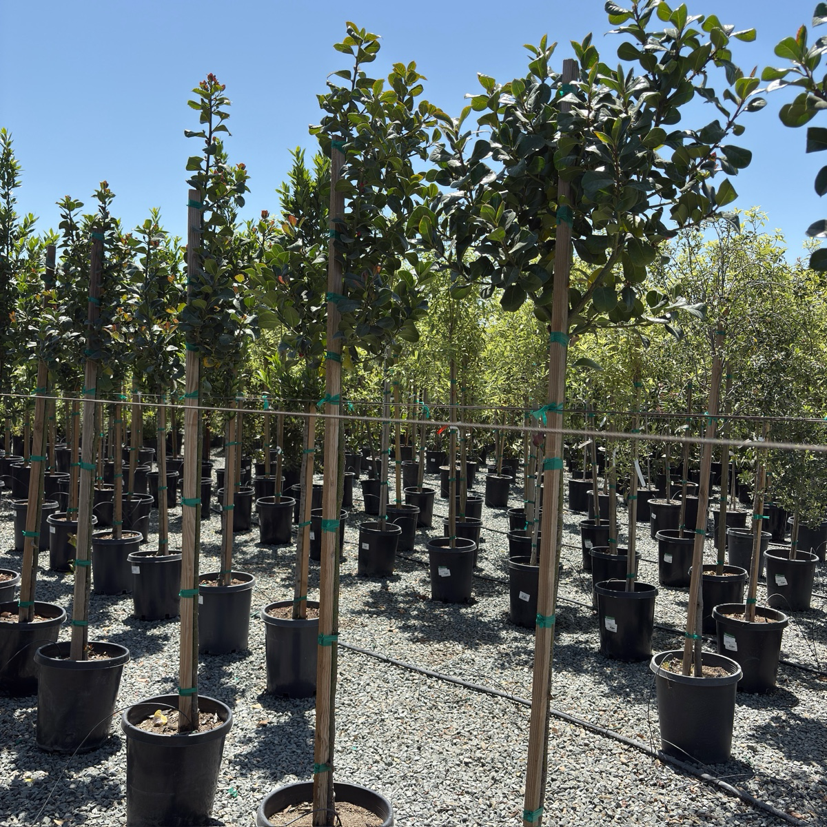 Row of potted Wilson Holly trees in a nursery setting with clear blue sky.