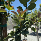 Close-up of a Wilson Holly plant with green leaves and red buds against a blurred background