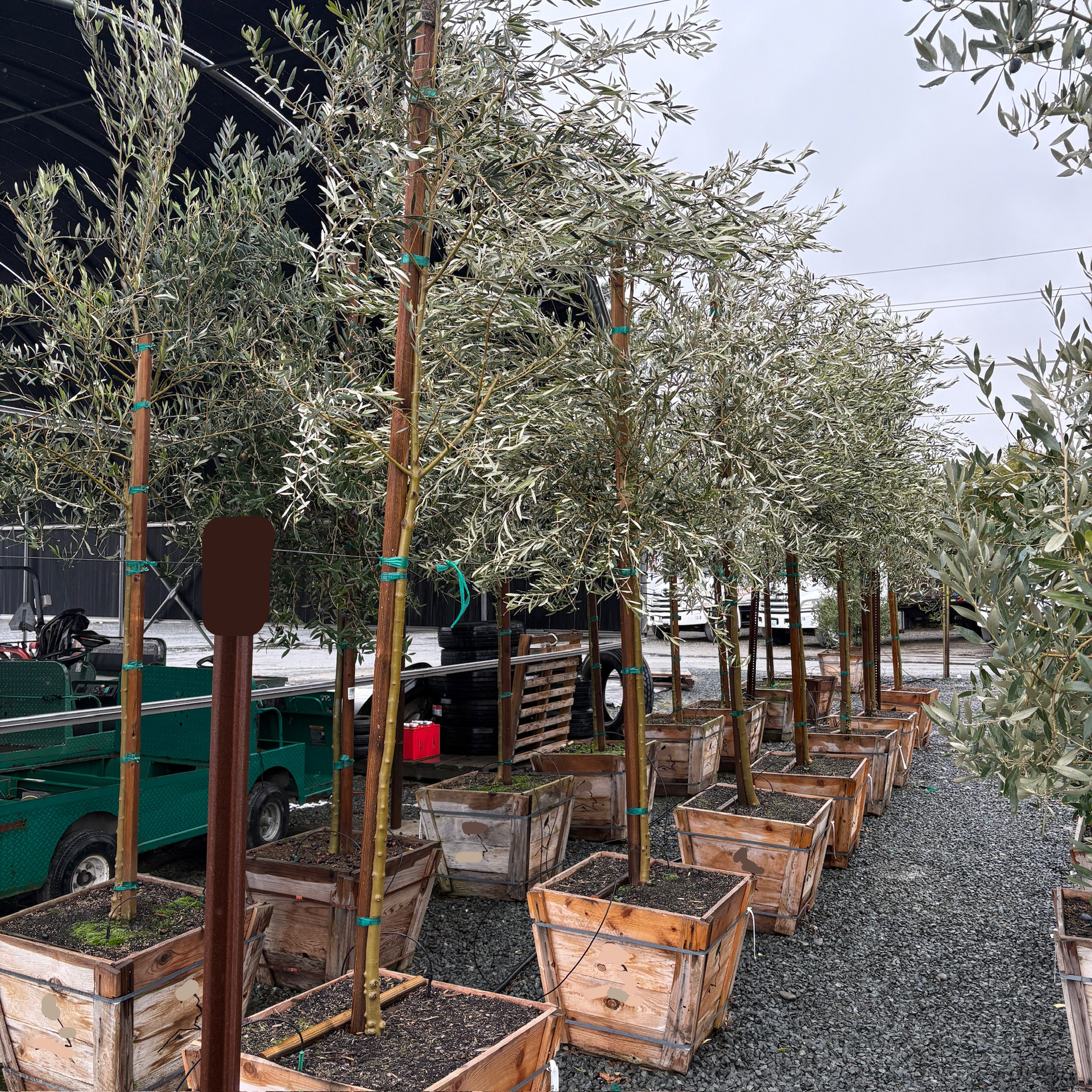 Wilsonii Olive Tree
