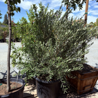 Wilsonii Olive