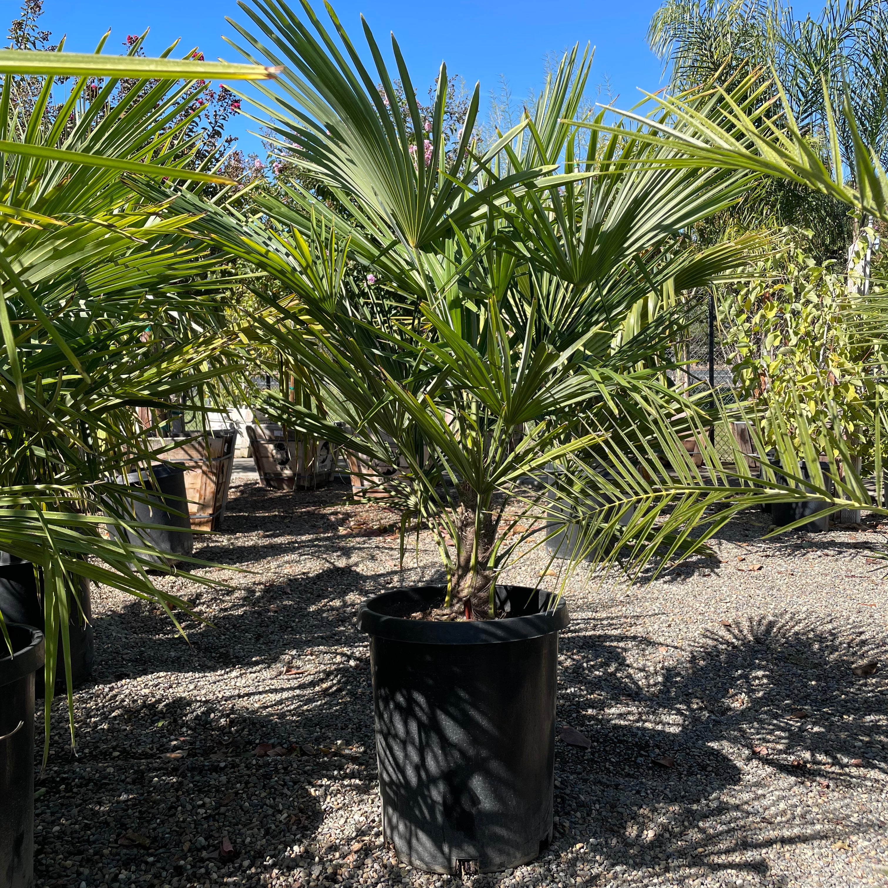 Windmill Palm | Cold Hardy Classic Palm Tree – Victory Nursery