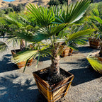 WindmillI Palm