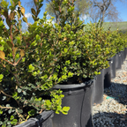 Winter Gem Boxwood