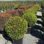 Winter Gem Boxwood