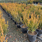 Winter Gem Boxwood