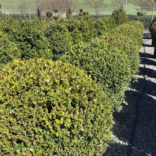 Winter Gem Boxwood | Cold-Hardy Evergreen Hedge Plant – Victory