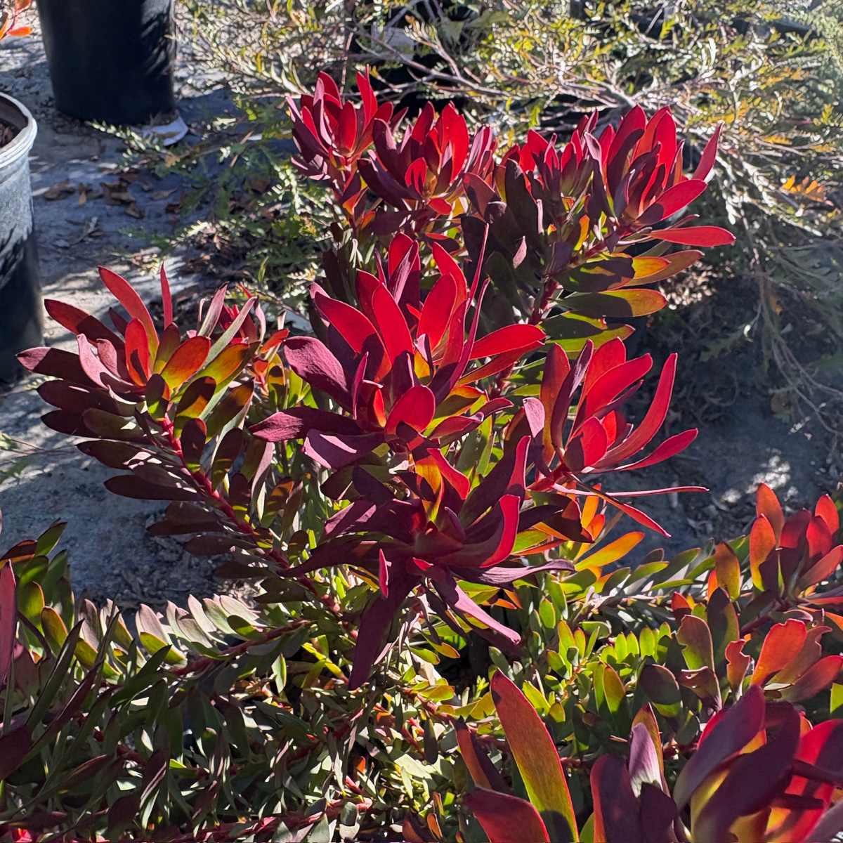 Winter Red Cone Bush