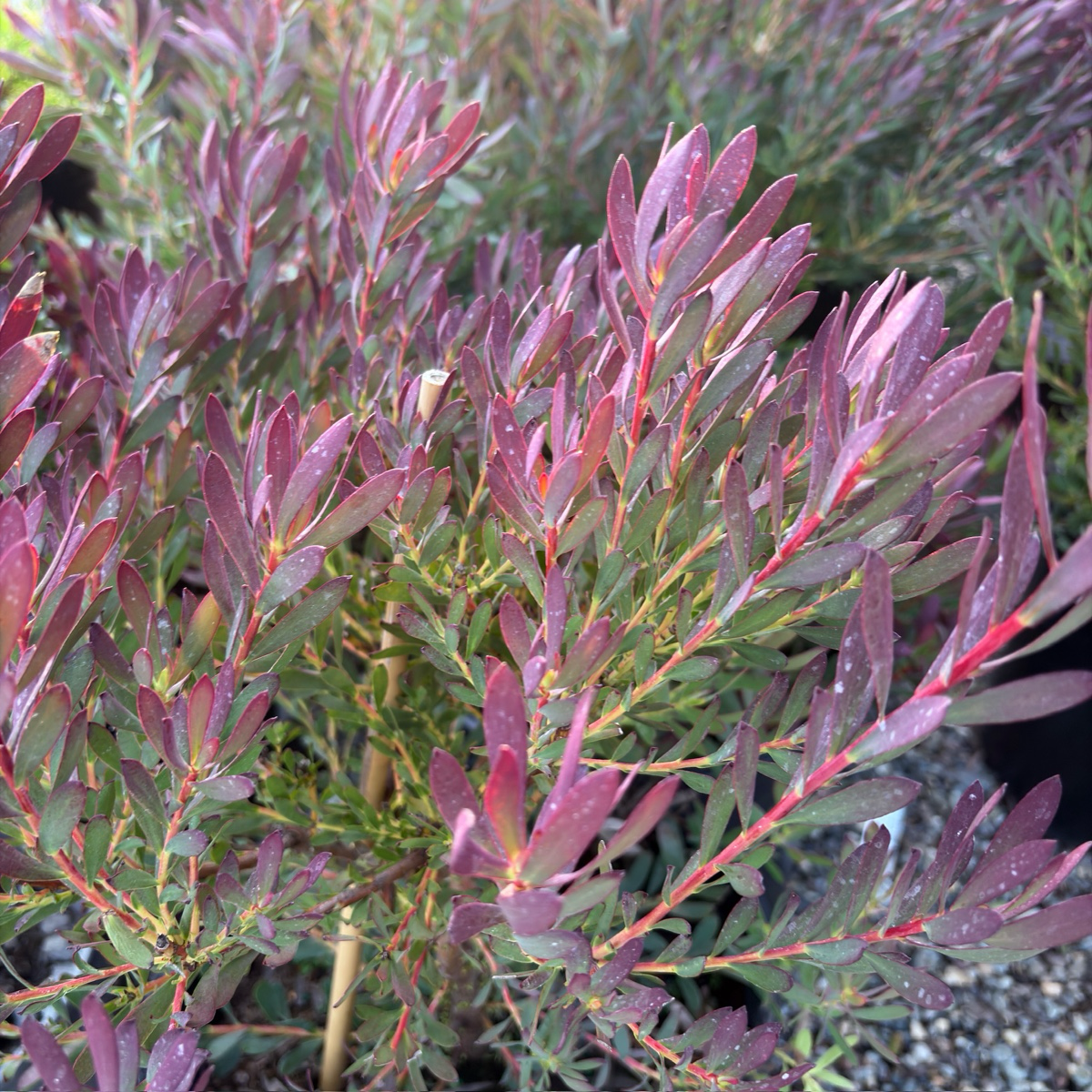 Winter Red Cone Bush