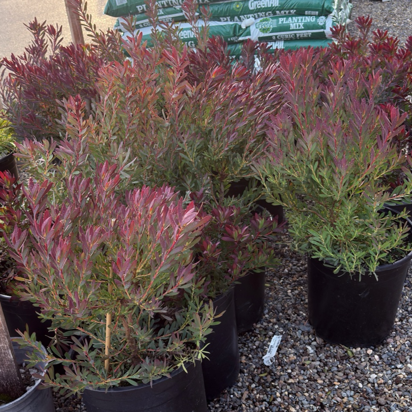 Winter Red Cone Bush