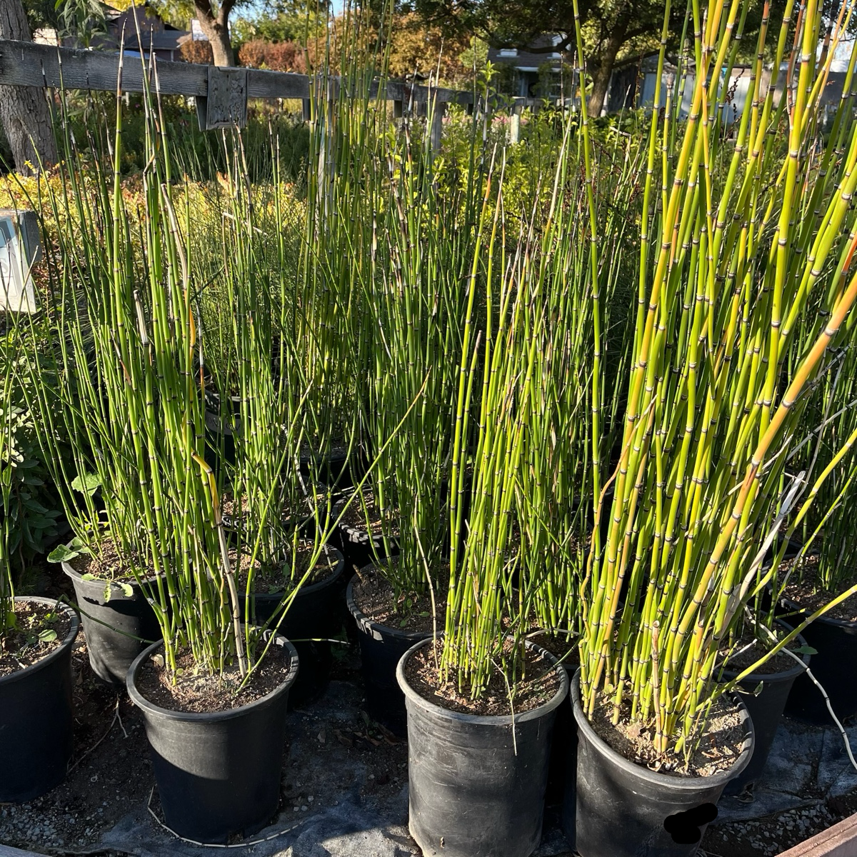 house tail plant Horse Tail