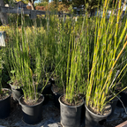 Potted Winter Scouring Rush with green stems in a garden setting