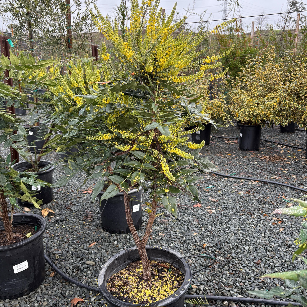 Winter Sun Hybrid Mahonia