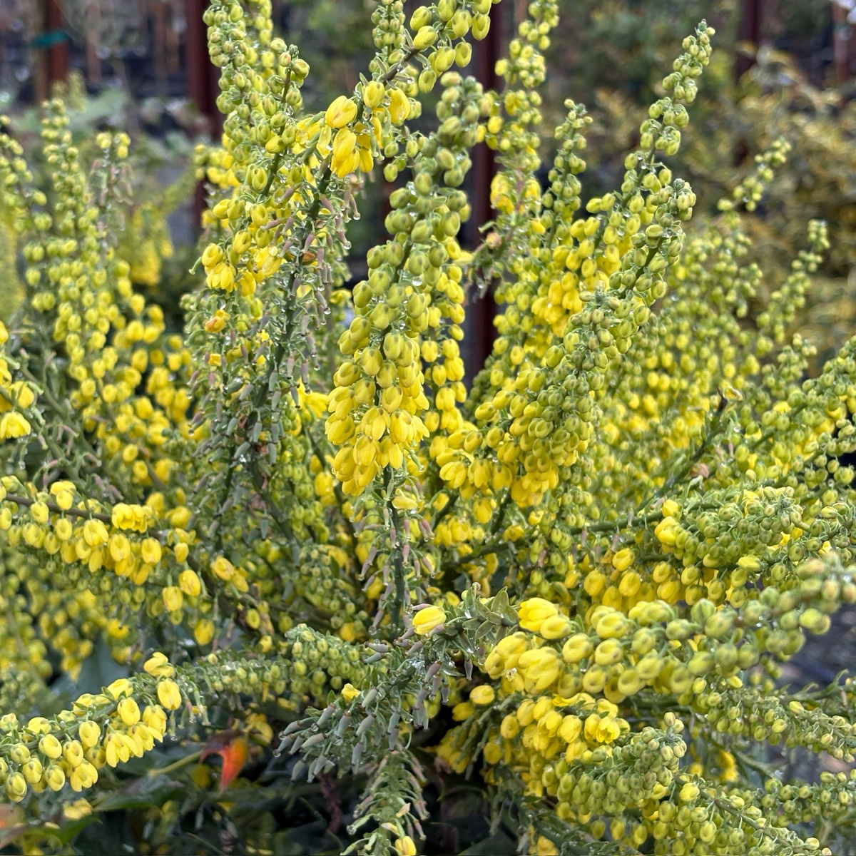 Winter Sun Hybrid Mahonia